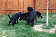 destin-amazed-by-puppy-peeing.jpg