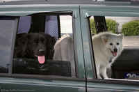 destin-and-jersey-dogs-in-the-car.jpg