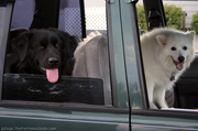 destin-and-jersey-inside-the-car.jpg