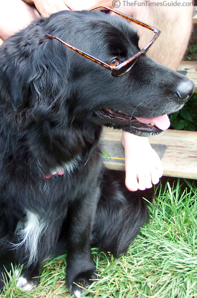 destin-dog-sporting-sunglasses.jpg