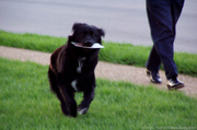 destin-fetching-the-mail.jpg