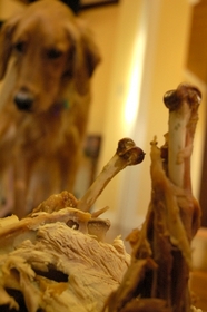 dog-admires-turkey-by-timekin.jpg