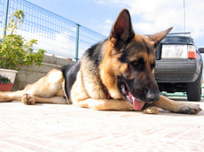 dog-and-a-rock-by-U_and_Me.jpg