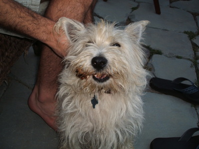 dog-ate-chicken-bone-by-lordog.jpg