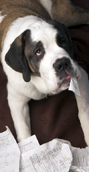 dog-ate-my-taxes-tom-jorgensen.jpg