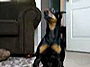dog-balances-food-thumb.jpeg