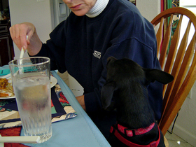dog-begging-for-food-by-bunchofpants.jpg