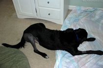 dog-bending-leg-after-tplo-surgery.jpg
