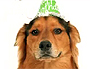 dog-birthday-hat.jpg