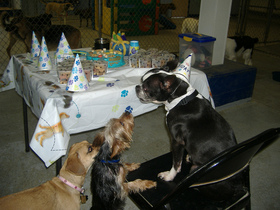 dog-birthday-party-by-sheepguardingllama.jpg