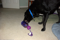 dog-biting-bottle.jpg