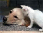 dog-cat-thumb.jpg