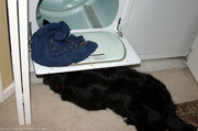 dog-checking-under-the-dryer-for-birds.jpg