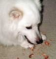 dog-cracking-peanut-shells-to-eat-peanuts.jpg