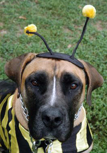 A dog wearing a bumble bee Halloween costume. dog-dressed-as-a-bee.jpg