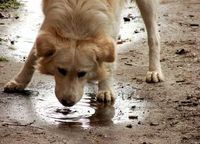 dog-drinking-water-from-puddle-by-costi.jpg