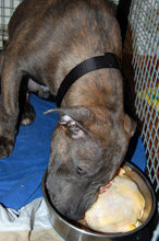 dog-eating-cornish-hen-by-this-years-love.jpg