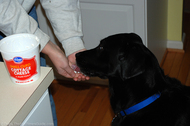 dog-eating-cottage-cheese-treat.jpg