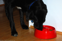 dog-eating-from-dog-pause-bowl.jpg