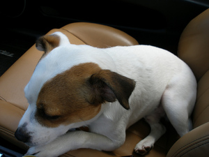 dog-getting-used-to-riding-in-car-by-timtimes.jpg