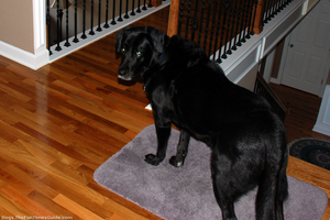 dog-has-diarrhea.jpg