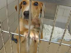 A dog in the county animal shelter. dog-in-animal-shelter.jpg