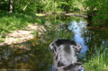 dog-in-awe-of-all-this-water.jpg