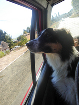 dog-in-car-by-T-Winberg-L-Mednis.jpg
