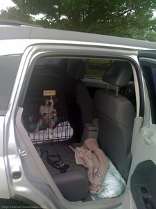 dog-in-crate-for-car-ride.jpg