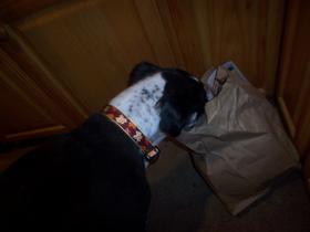dog-in-garbage-bag-by-sandstep.jpg
