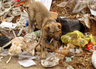 dog-in-garbage-by-elingil.jpg