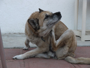 dog-itching-by-doremon313.jpg