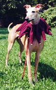 dog-jingle-bells-collar.jpg