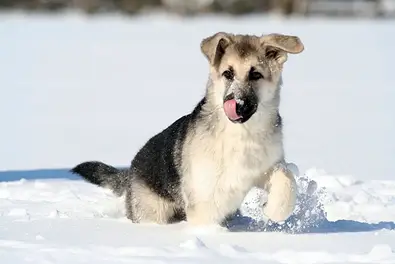 dog in snow statue