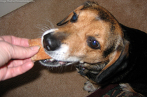 dog-likes-homemade-dog-treats.jpg