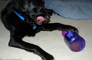 dog-loves-tug-a-jug-toy.jpg