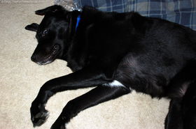 dog-lying-on-side.jpg