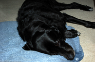 dog-lying-on-surgery-leg.jpg