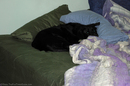 dog-on-bed-pillows.jpg