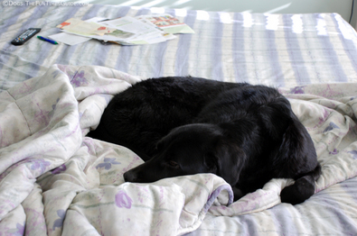dog-on-bed-with-no-pillows.jpg