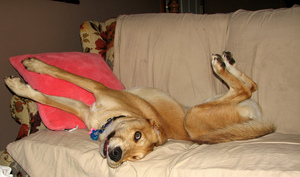 dog-on-furniture-by-grilled-cheese.jpg