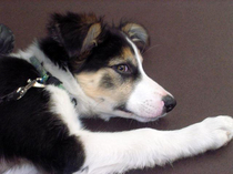 dog-pawing-for-attention-by-greenfinger.jpg