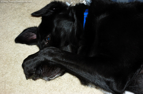 dog-playing-peek-a-boo.jpg