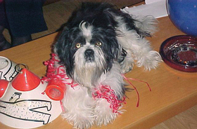 dog-playing-with-christmas-ribbon-by-ClintJCL.jpg