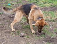 dog-playing-with-rock-in-yard-by-CARLOS62.jpg