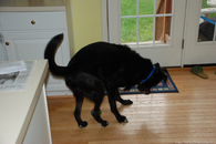 dog-playing-with-splash-bomb.jpg