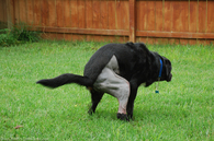dog-poop.jpg