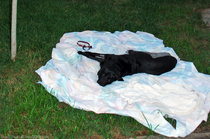dog-resting-on-blanket-in-yard.jpg