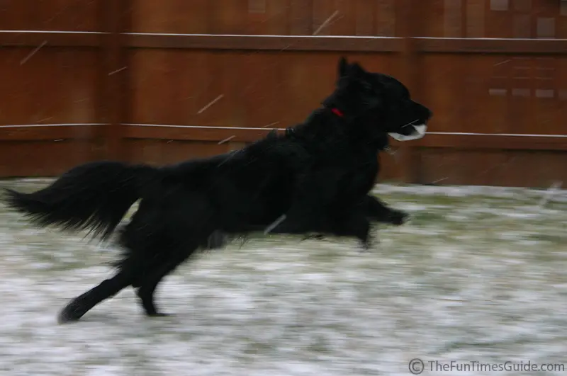 Running Dogs Photo Gallery