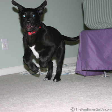 dog-running-jumping.jpg